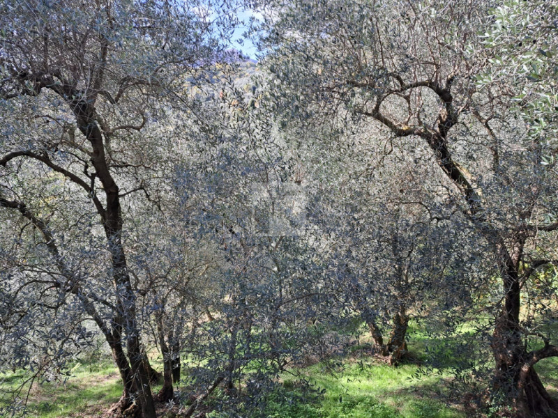 Foto terreno in vendita a Arco (Trento)