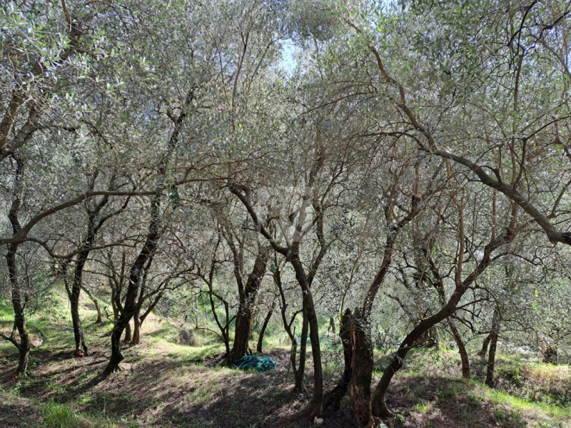 Foto terreno in vendita a Arco (Trento)