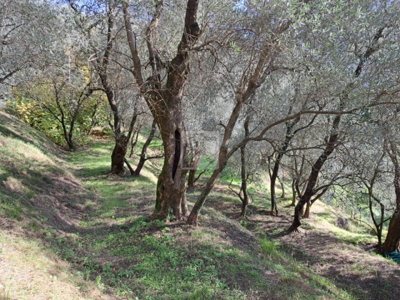 Foto terreno in vendita a Arco (Trento)