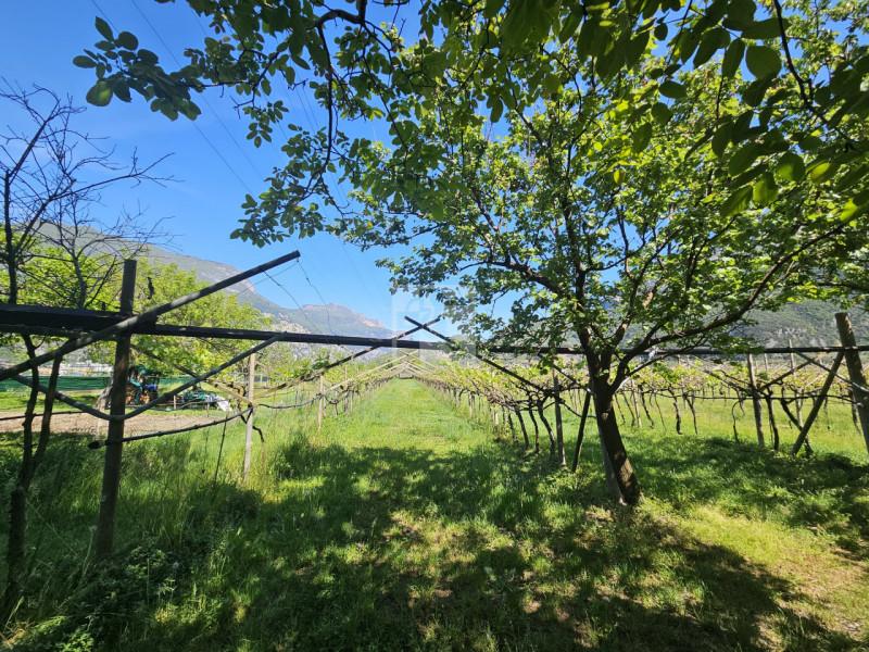 Foto terreno in vendita a Arco (Trento)