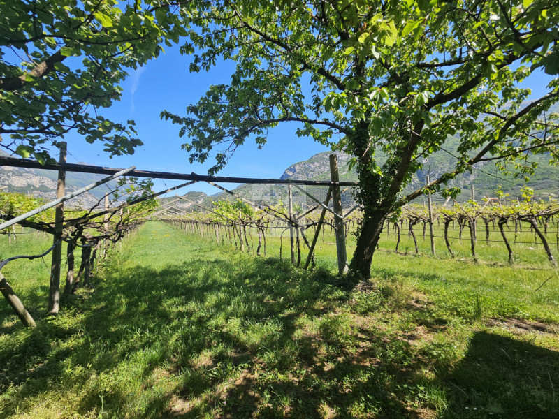 Foto terreno in vendita a Arco (Trento)