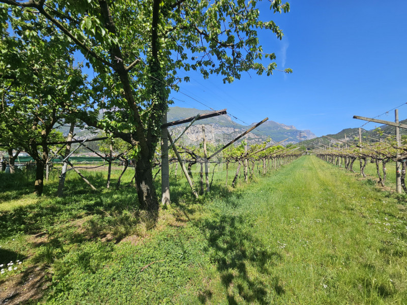 Foto terreno in vendita a Arco (Trento)